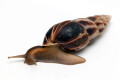 Limicolaria flammea Nigeria dark stripes adult